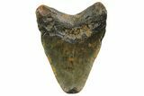 Juvenile Megalodon Tooth - North Carolina #152856-1